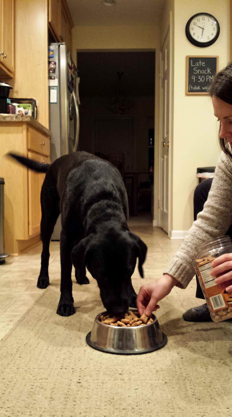 dog throwing up yellow Bilious Vomiting Syndrome