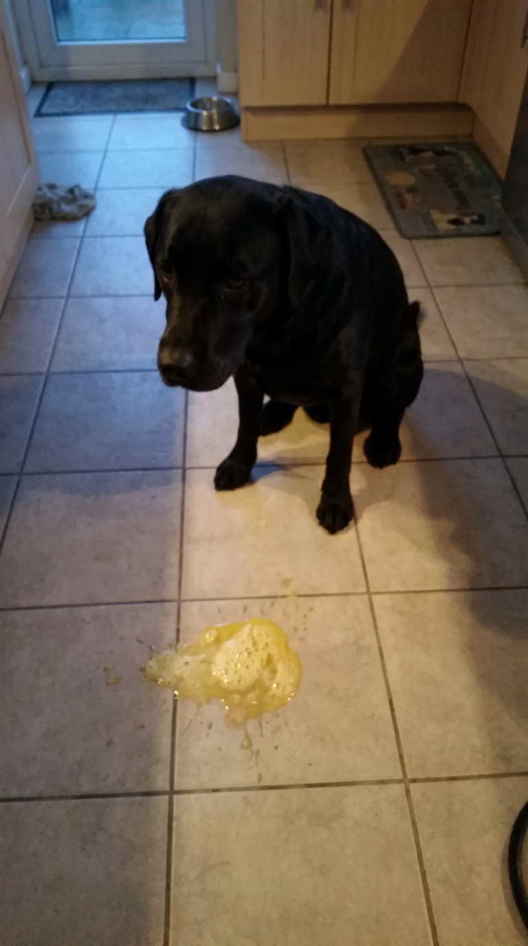 dog throwing up yellow